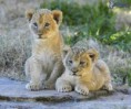 /album/fotogaleria-zvieratka/images-9-jpg/